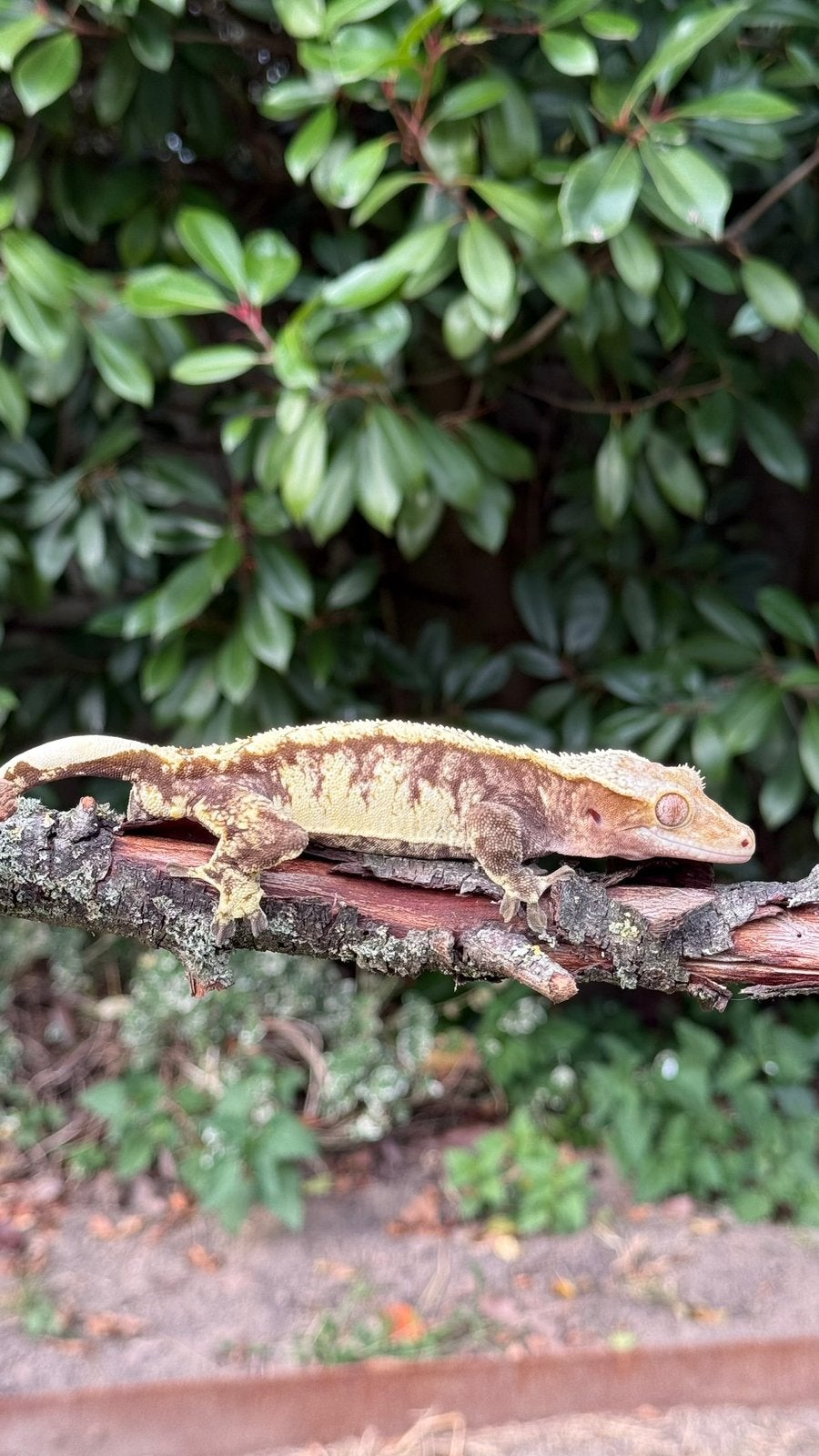 Extreme harlequin dark base male crested gecko, Animaux & Accessoires