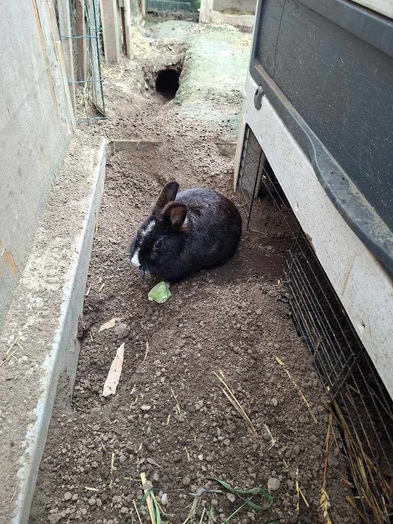 Dwergkonijn vrouwtje, Animaux & Accessoires, Lapins, Nain, Femelle, 3 à 5 ans