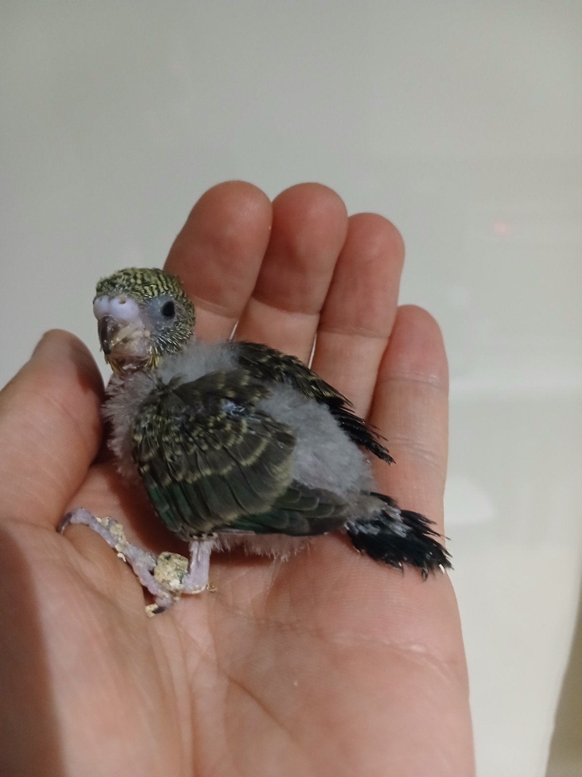 bébé perruche blackwing