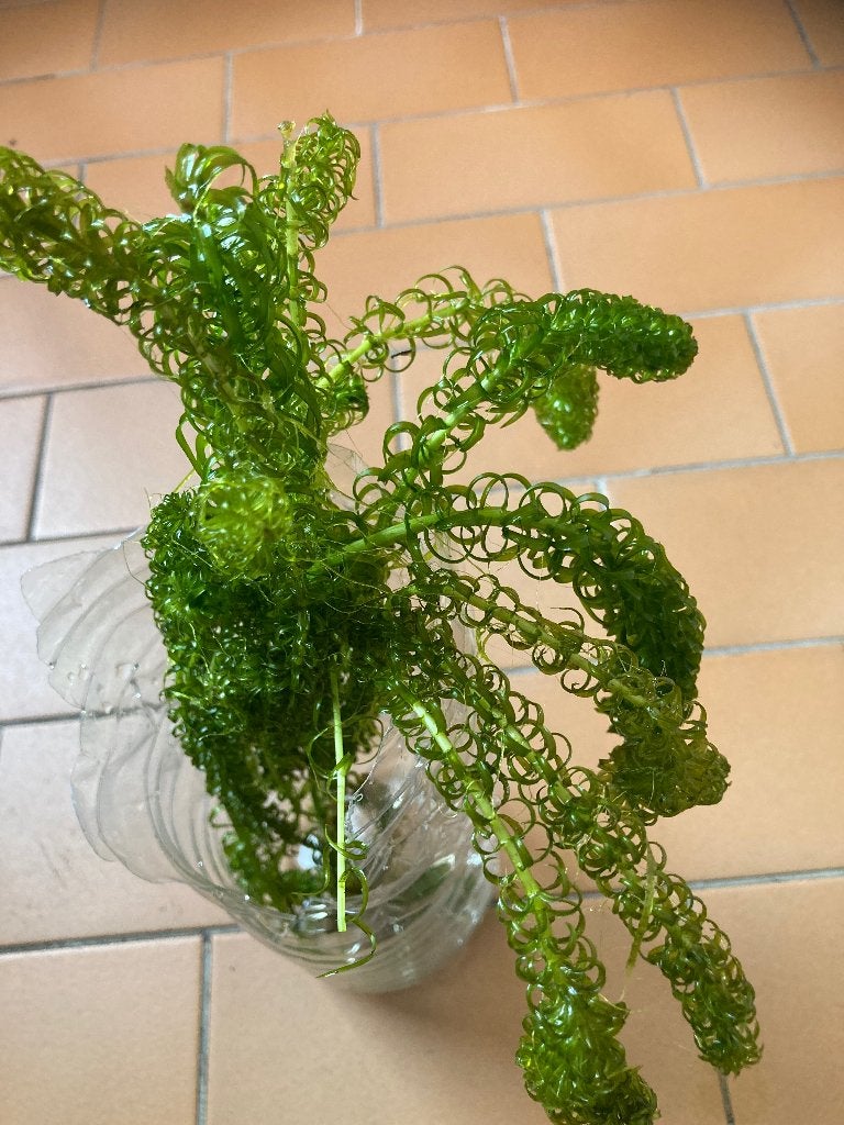 Zuurstofplanten, Tuin en Terras, Ophalen, Nieuw