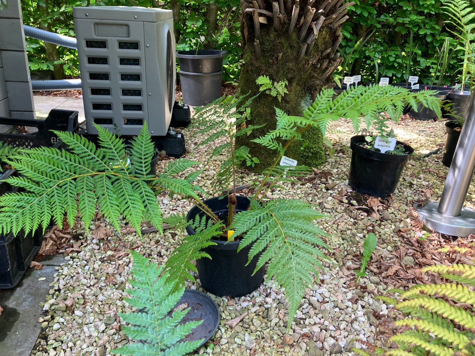Boomvaren cyathea png, Tuin en Terras, Ophalen