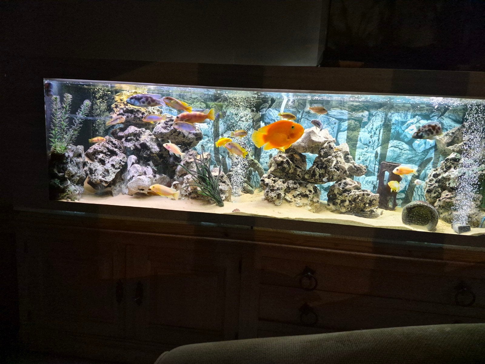 aquarium 2m x50x50 avec poissons, Enlèvement, Filter