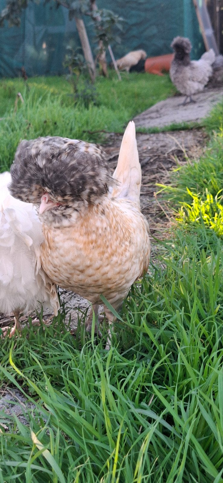 Padua kriel haan, Dieren en Toebehoren
