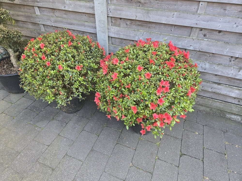 Azalea Red Japone, Autres espèces, Été, Enlèvement, Plante fixe