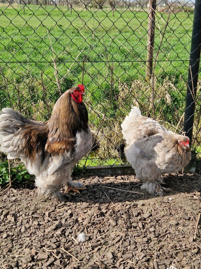 Broedeieren brahma blauw, Dieren en Toebehoren, Pluimvee