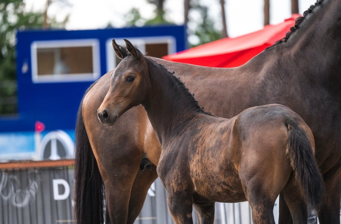 Veelbelovend dressuurveulen, Dieren en Toebehoren, Merrie, Met stamboom, M, Dressuurpaard