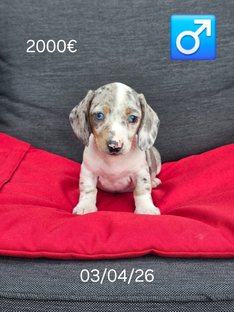 korthaar teckel pups, Parvo, België, 8 tot 15 weken, Korthaar