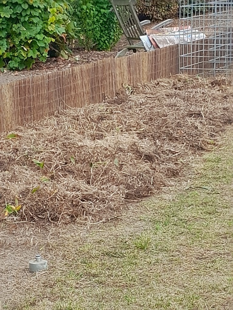 meiklokjes   framboos, Ophalen, Bodembedekkers, Volle zon, Vaste plant