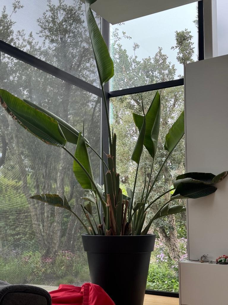 Grote mooie strelitzia in design outdoor pot, Autres espèces, En pot, Plante à fleurs, Enlèvement