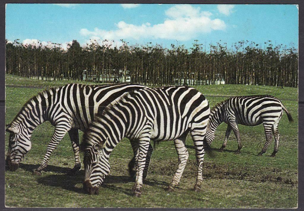 400-057 Zeebrapaarden, Verzamelen, Postkaarten | Dieren, Verzenden, Wild dier