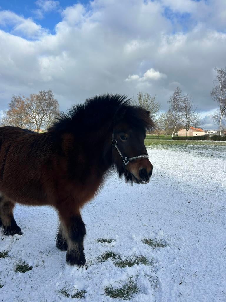 Gezocht: ruitertje, Dieren en Toebehoren, Pony's, Merrie