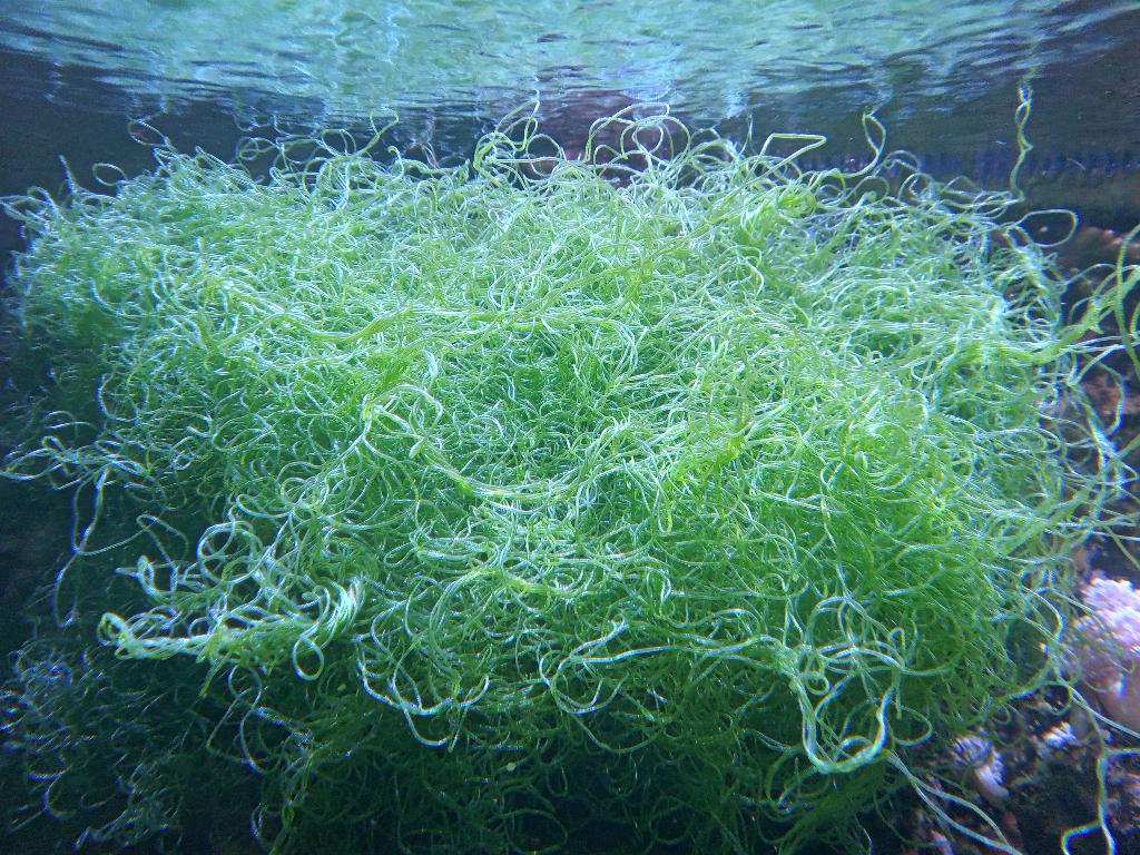 Chaetomorpha, Enlèvement, Utilisé, Plante(s), Pierre ou Bois
