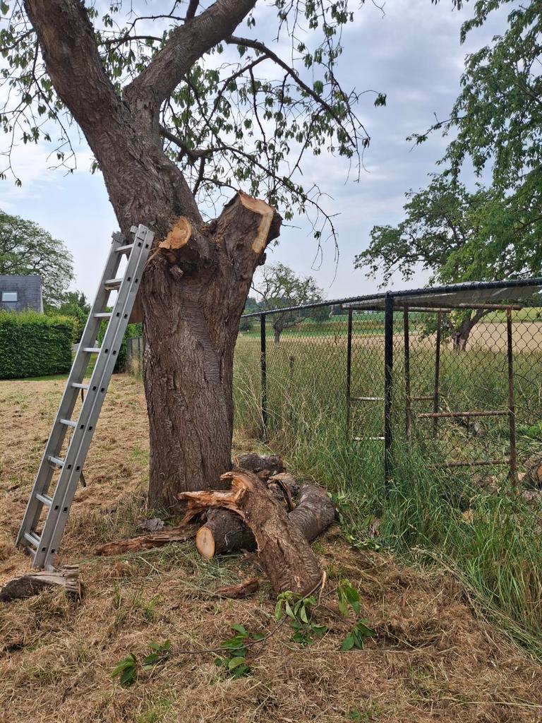 Bomen snoeien, kappen en vellen, Enlèvement