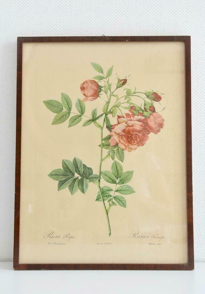Lithographie de Redouté Rosier Turneps, Ophalen of Verzenden