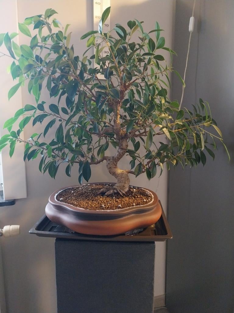 Bonsai, Tuin en Terras, Ophalen