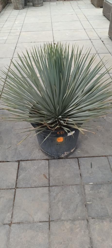 ‼️yucca rostrata aan promoprijzen ‼️, Ophalen