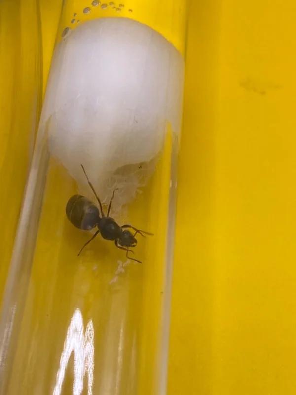 Lasius Niger mieren koningin met beoed, Dieren en Toebehoren, Mieren