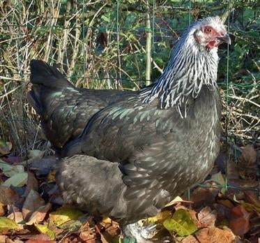 Marans, Dieren en Toebehoren, Vrouwelijk, Kip