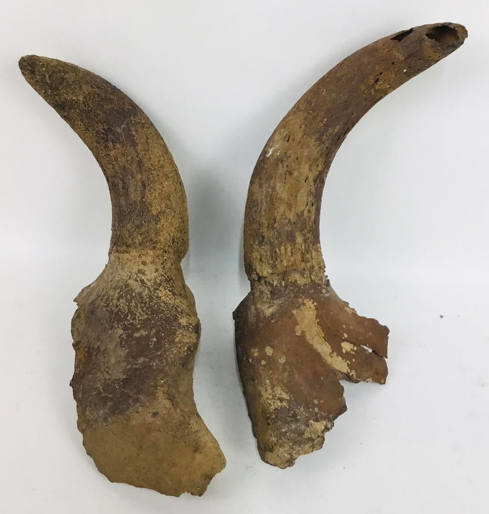 Paar antieke Tibetaanse jak koe hoorns taxidermie, Ophalen of Verzenden, Gebruikt, Overige soorten, Gewei of Kop