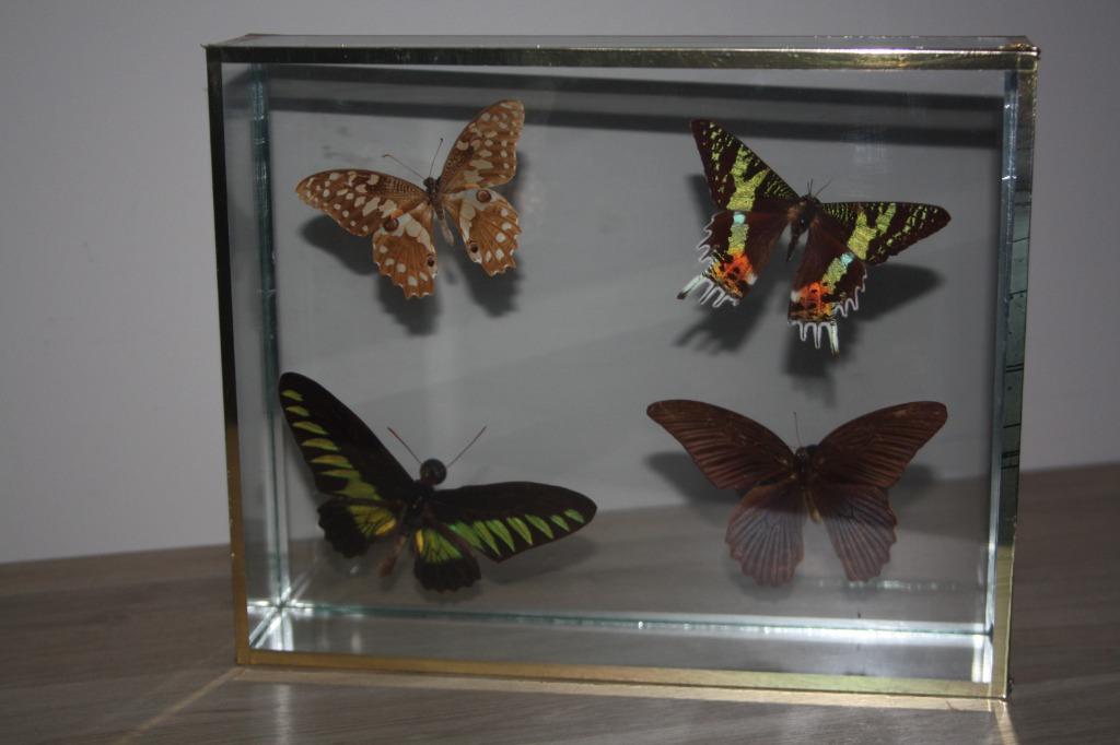 Vitrine kist , 4 vlinders , jaren ' 80 , (30x24x6 cm ), Ophalen, Zo goed als nieuw, Insect, Opgezet dier