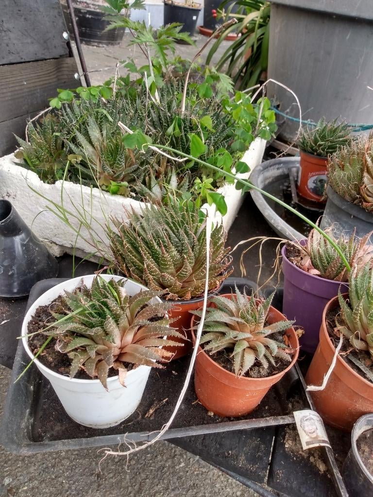 Aristaloe aristata, Tuin en Terras, Ophalen