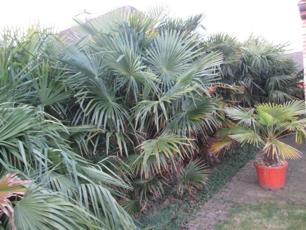 Palmbomen diverse groottes, Tuin en Terras, Ophalen