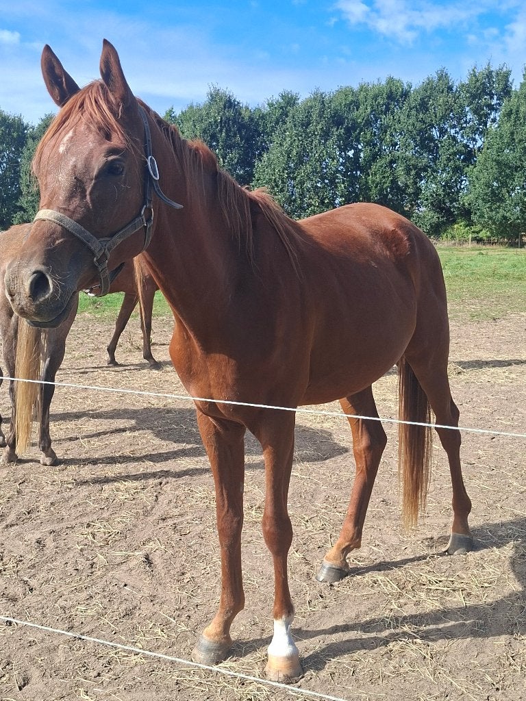 Knappe 3jarige ruin, Dieren en Toebehoren, Minder dan 160 cm, Met stamboom, Ruin, Dressuurpaard