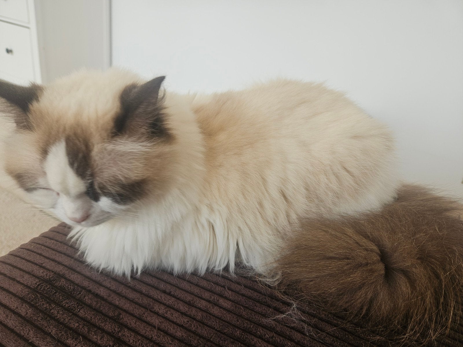 Kattenoppas gezocht!, Services & Professionnels, Services Autre