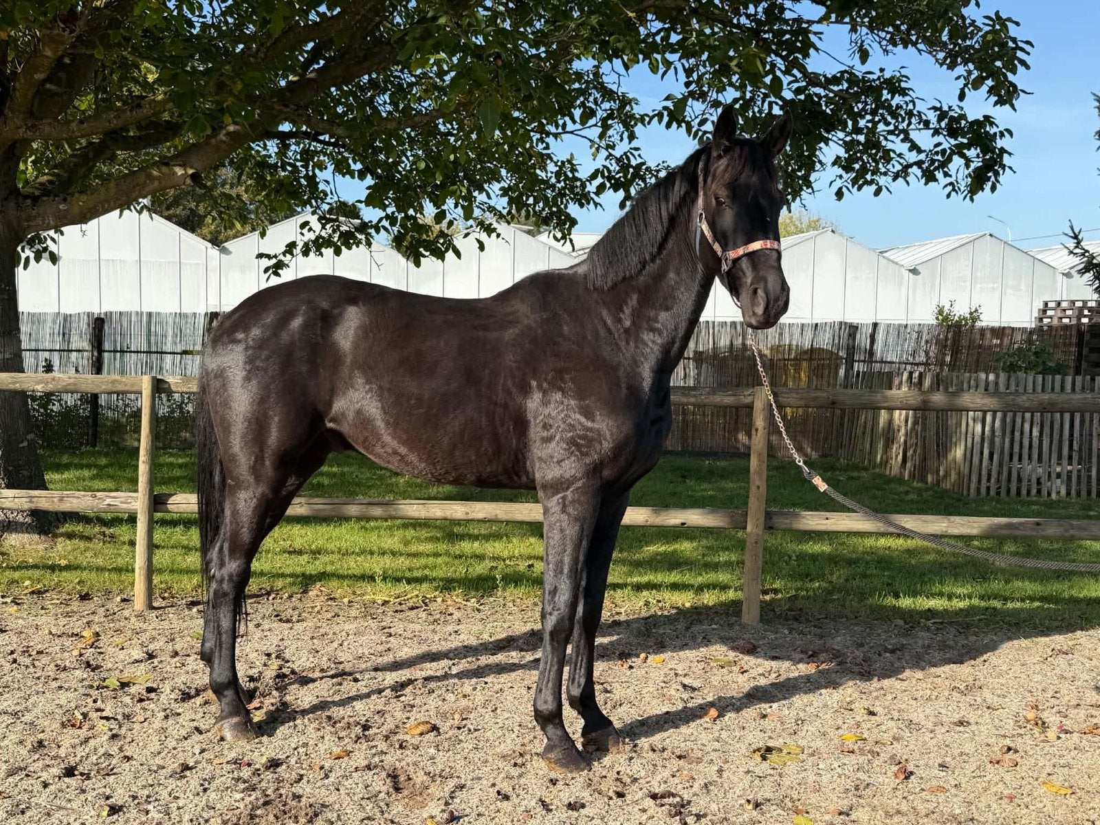 5 jarige spring / allround ruin, 165 à 170 cm, L, Cheval de saut, 3 à 6 ans