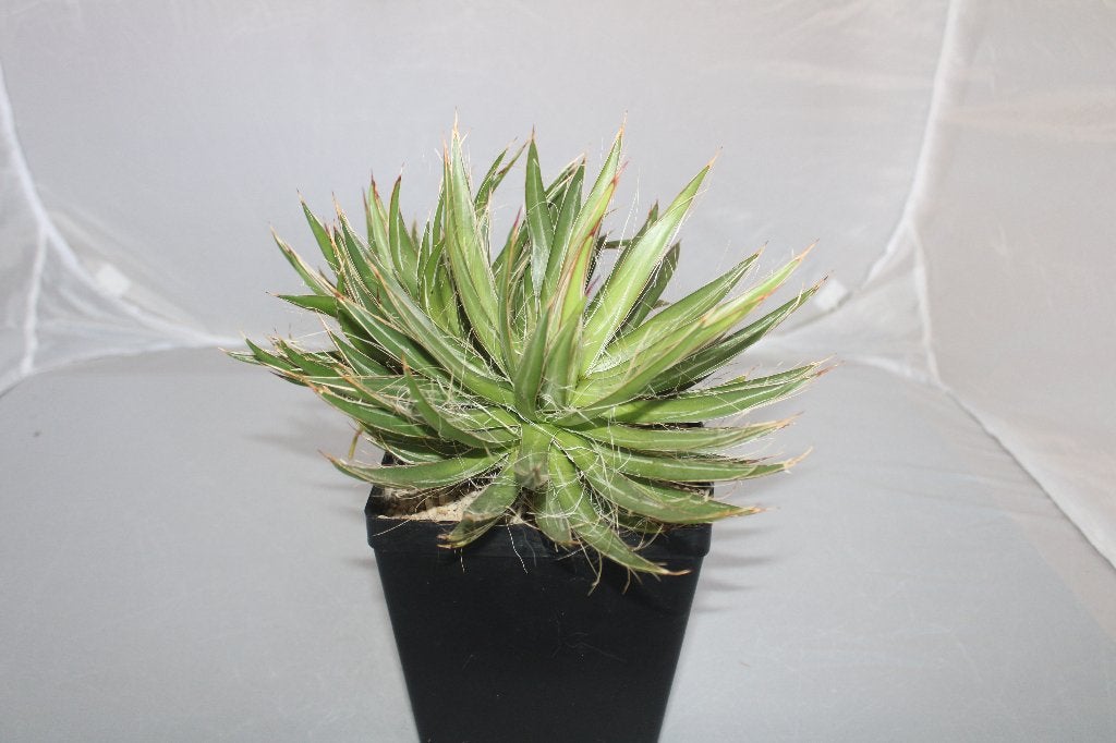 agave schidigera, Maison & Meubles, Plantes d'intérieur, Plante succulente, Moins de 100 cm, Plante verte, Plein soleil, Enlèvement ou Envoi