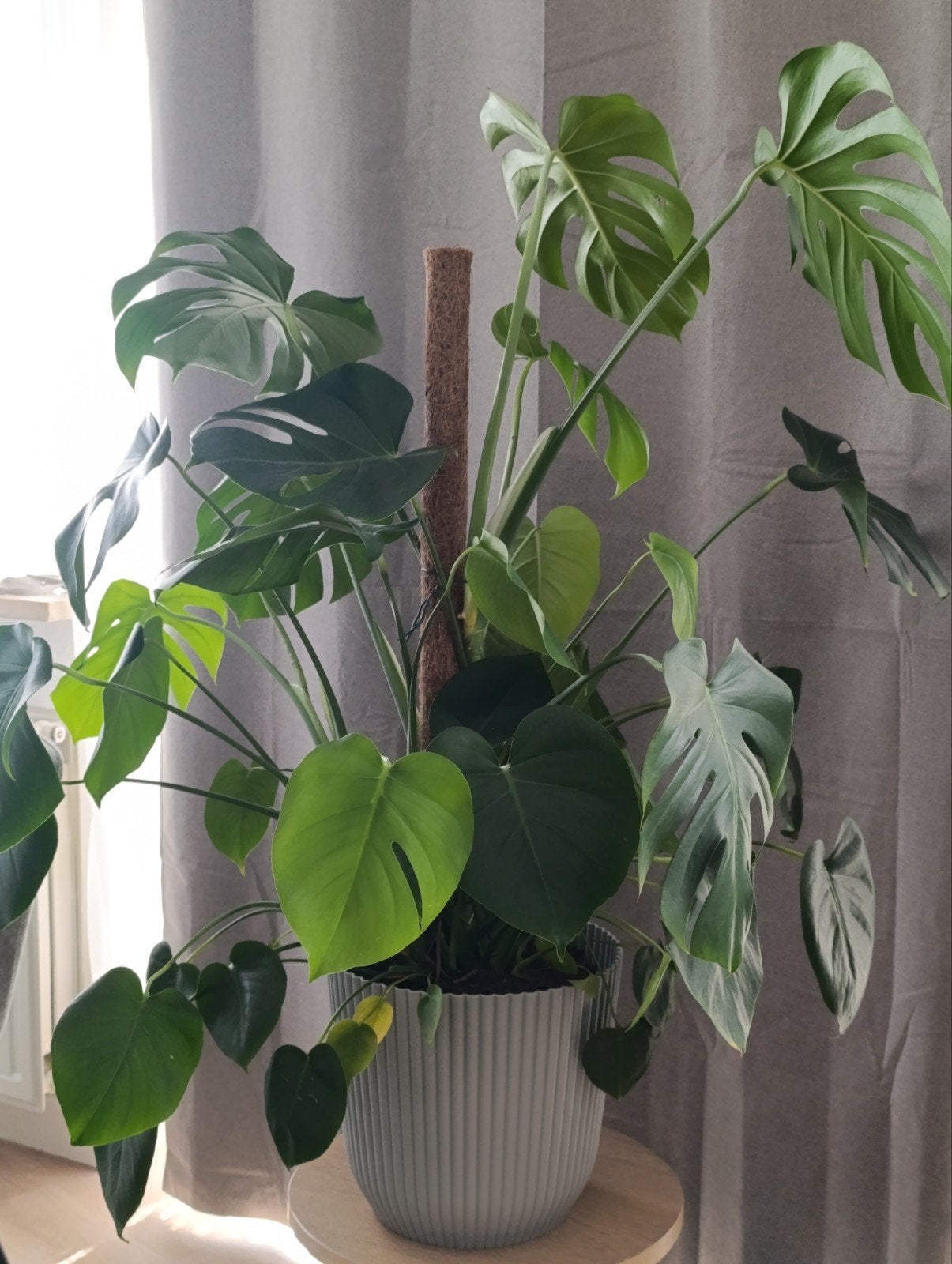 Monstera Deliciosa 'Gatenplant' 90m, Enlèvement