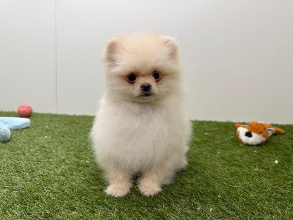 Chiots Loulou de Poméranie, Loulou, Hépatite contagieuse (maladie de Rubarth), Plusieurs, Belgique