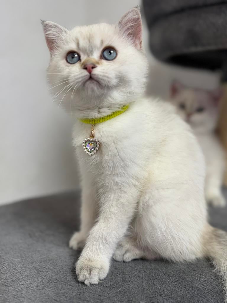Kittens Britse korthaar, Dieren en Toebehoren, Katten en Kittens | Raskatten | Korthaar, Meerdere dieren, Gechipt, 0 tot 2 jaar