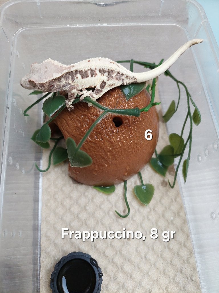 Wimpergekko Frappuccino, Dieren en Toebehoren