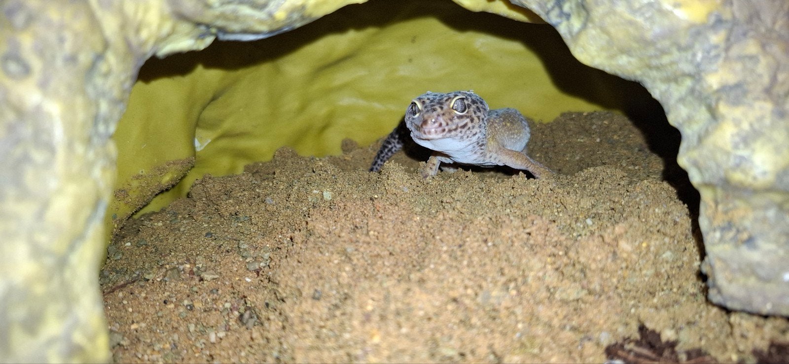 koppel luipaardgeckos, Dieren en Toebehoren, Hagedis, Tam, 0 tot 2 jaar