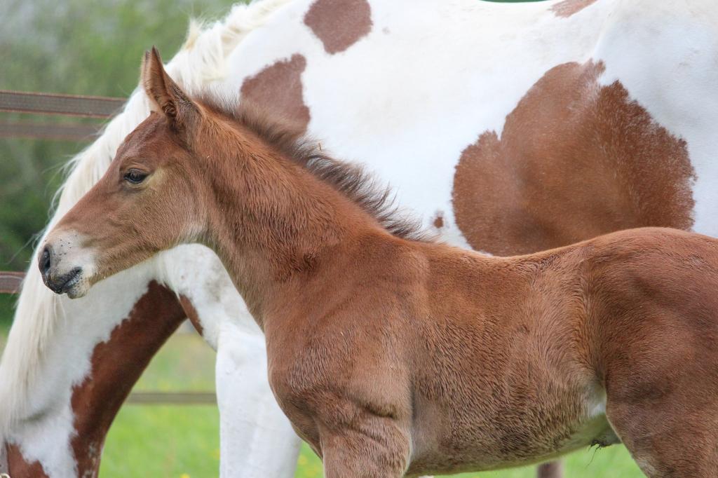 Veulens uit eigen fokkerij: Emerald en Jaguar vd Berghoeve, Merrie, Springpaard, Met stamboom, 0 tot 2 jaar