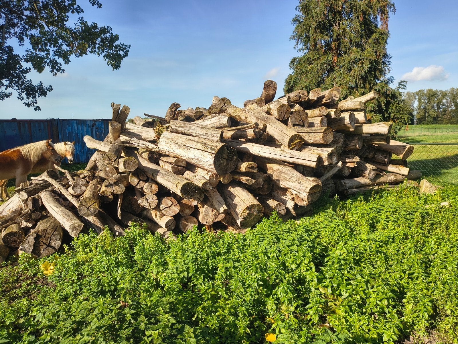 Brandhout. Kachelhout. boomstammen. Drie jaar gedroogd, 3 à 6 m³, Enlèvement, Autres essences de bois, Troncs d'arbres