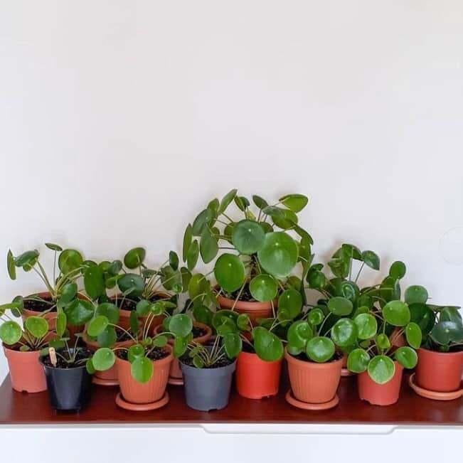 pannekoekplantjes, Maison & Meubles, Plantes d'intérieur, Enlèvement