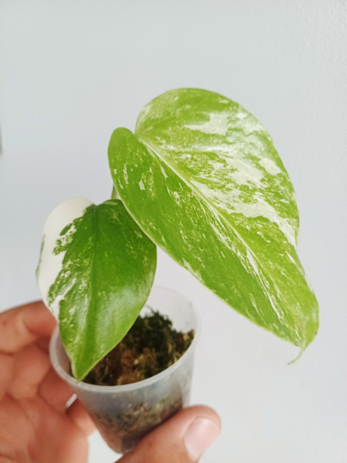 Monstera Deliciosa Albo variegata, Overige soorten, In pot, Minder dan 100 cm, Groene kamerplant