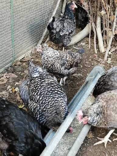 Zoek gratis kippen, Dieren en Toebehoren, Januari, Vrouwelijk