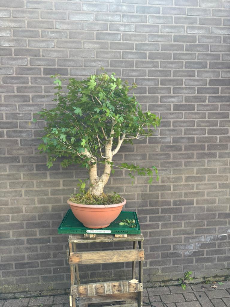 Bonsai acer campestre, Tuin en Terras, Planten | Bomen, Ophalen