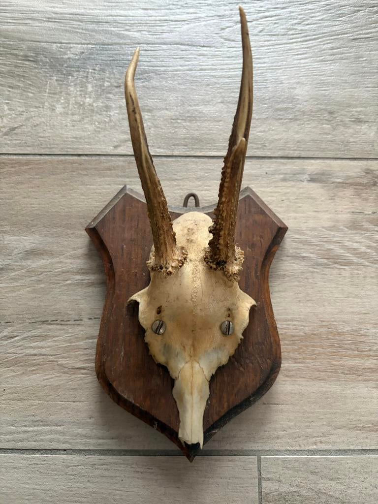 Crâne bois de chevreuil, Enlèvement ou Envoi, Utilisé, Cerf, Crâne