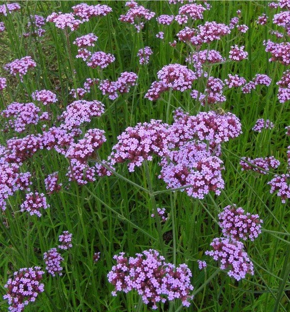 Verbena - 3 potjes beschikbaar - 6 € per pot naar keuze, Tuin en Terras, Volle zon, Eenjarig, Zomer, Ophalen
