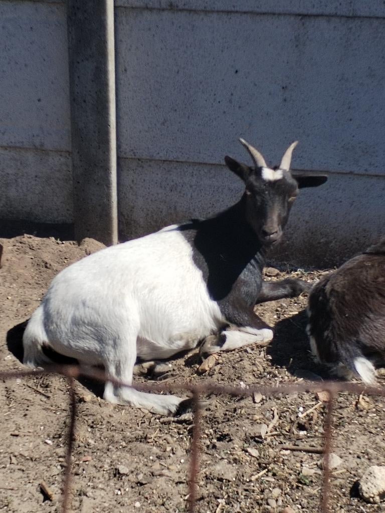Dwerggeitjes, Chèvre