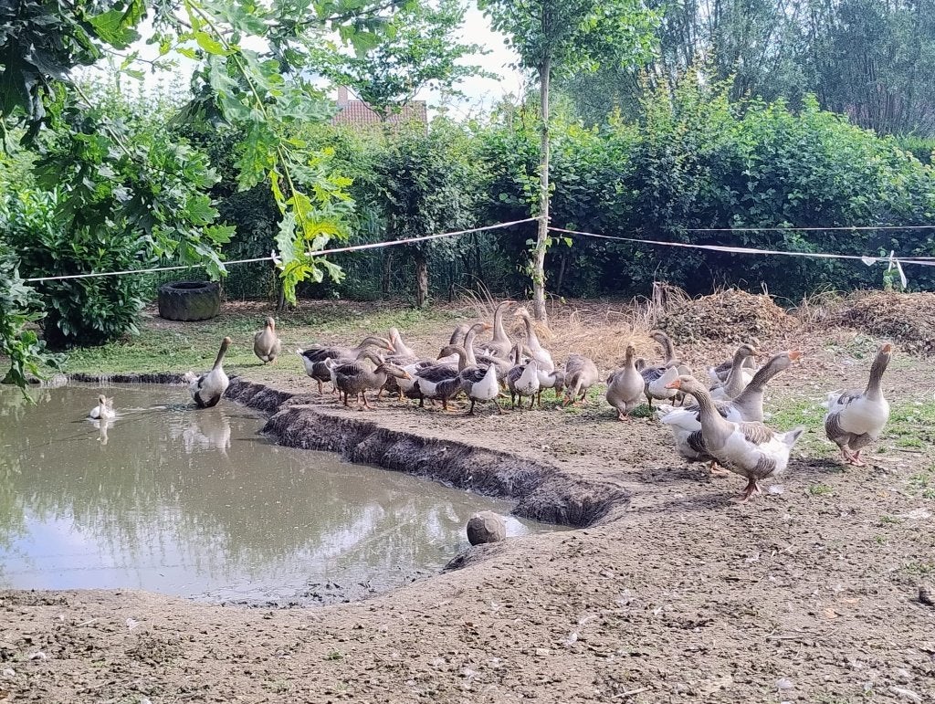 Jonge ganzen, Dieren en Toebehoren