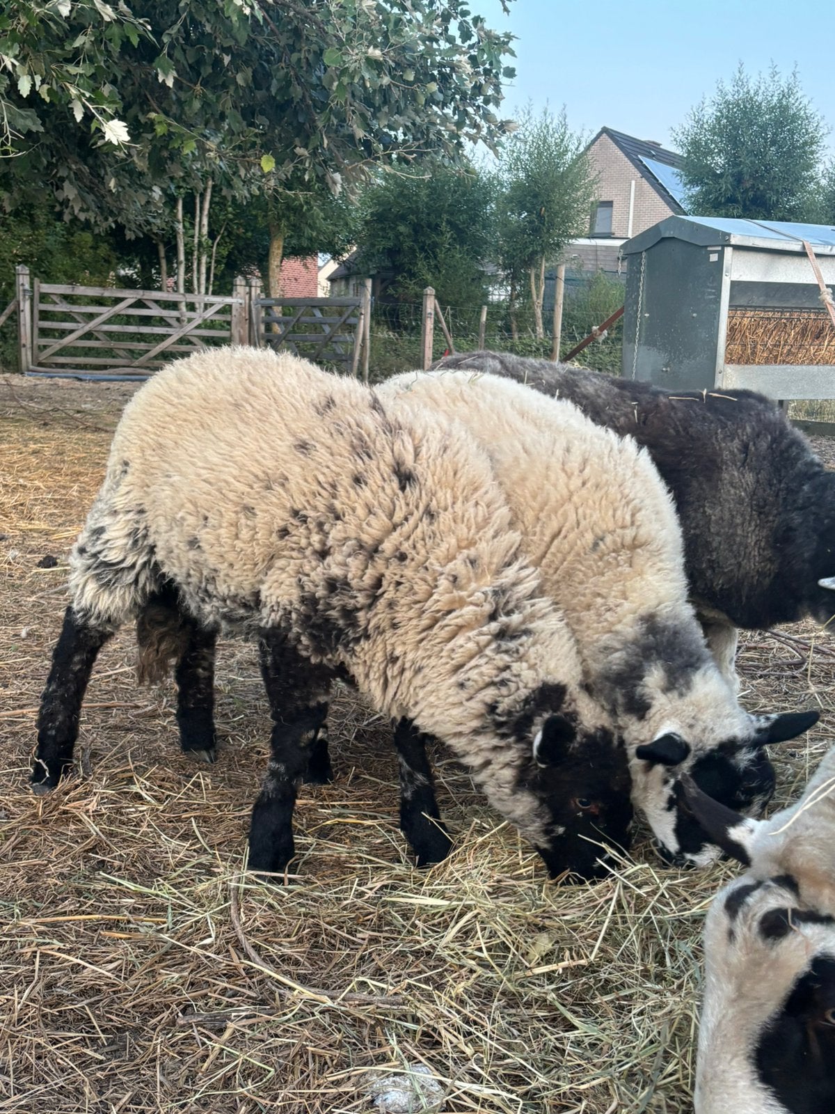 Kruising herdwick x Kerry Hil april 2026 ram en ooi