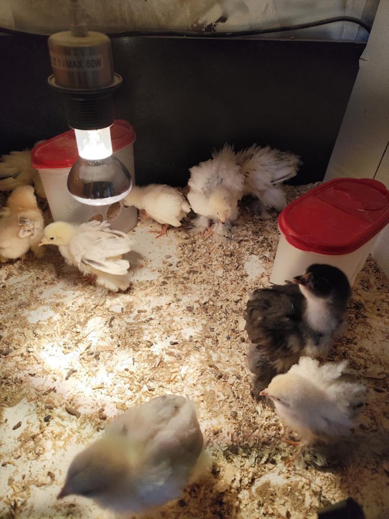 Kuikens van enkele weken oud – Brahma & Brahma x Leghorn