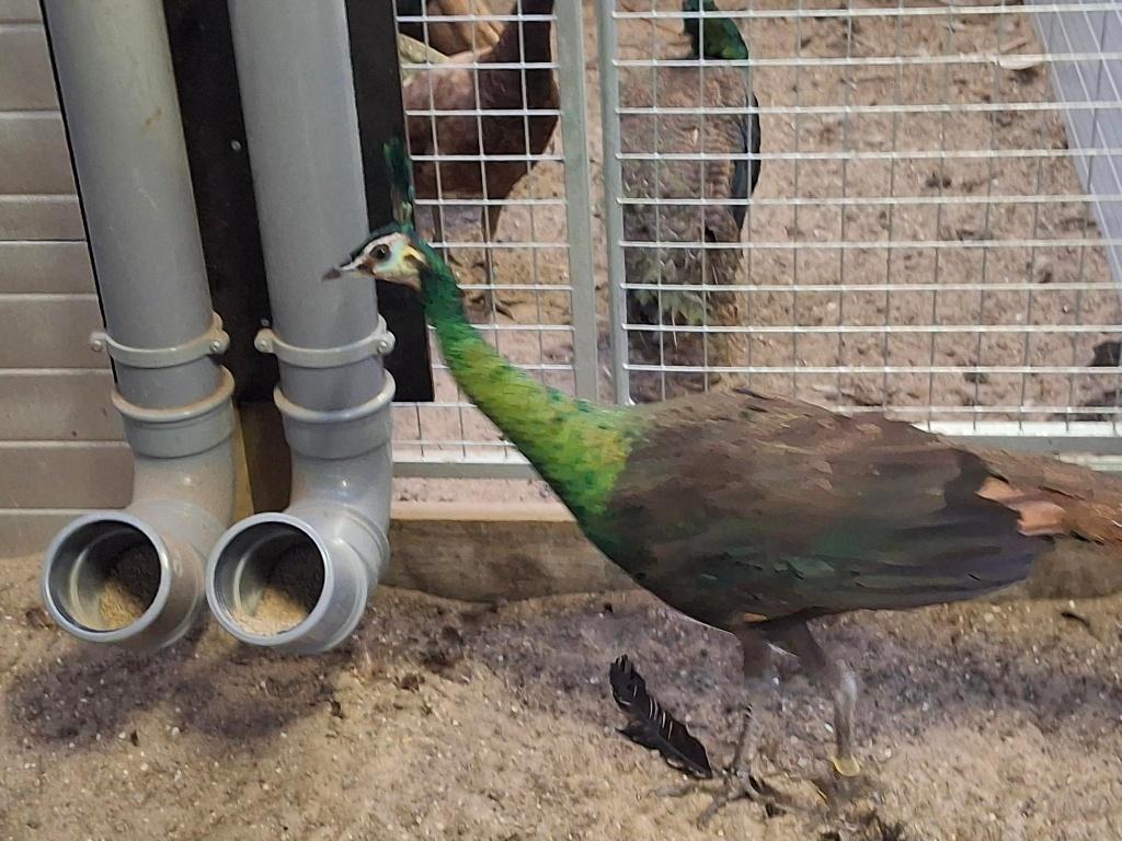 Spalding pauwen, Dieren en Toebehoren, Vogels | Overige Vogels, Geringd