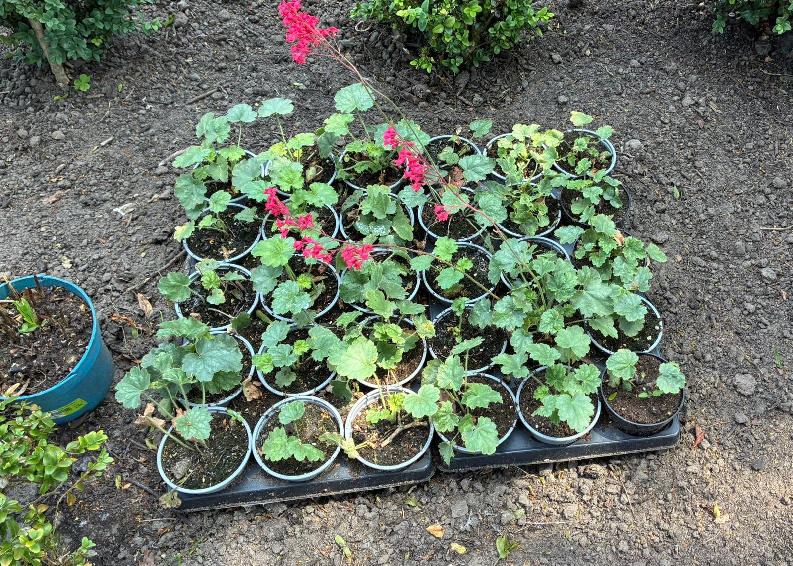 Heuchera, Ophalen, Vaste plant