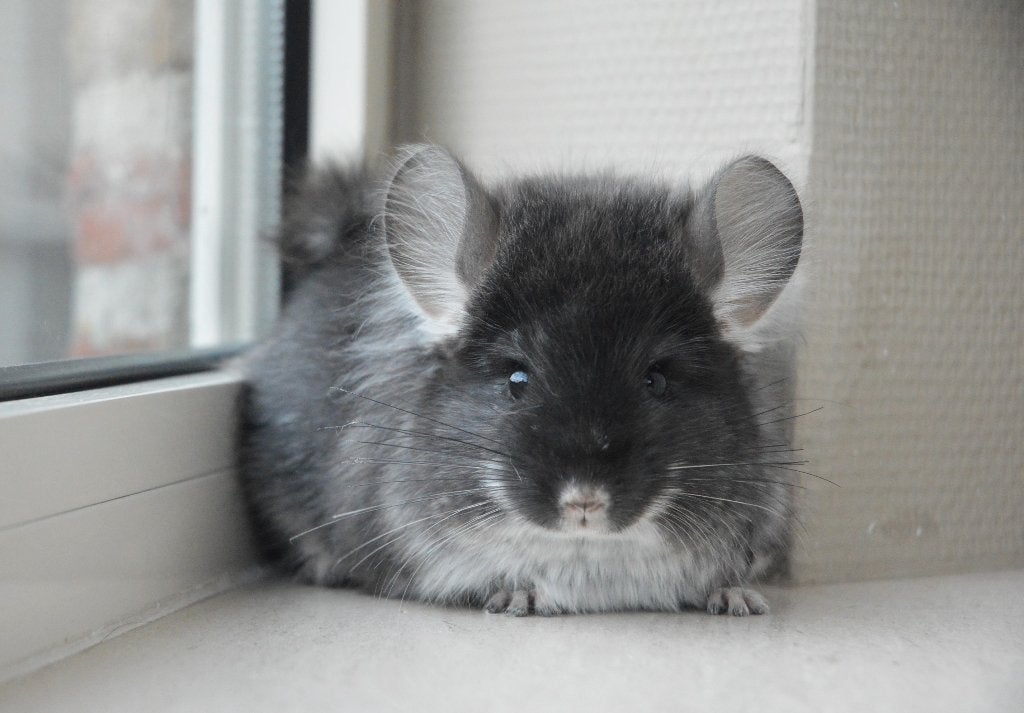 chinchilla Black Pearl Angora Bokje, Dieren en Toebehoren, Chinchilla, Mannelijk, Mei, Tam